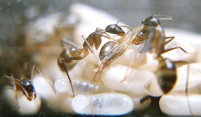 ant birth