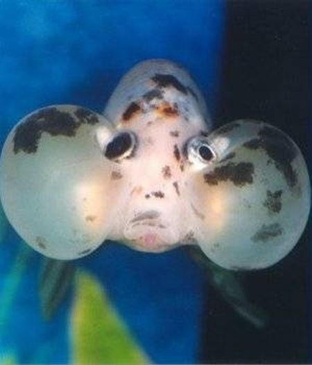 bubble eye goldfish