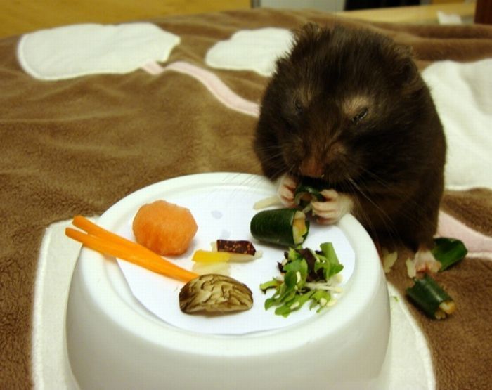 sushi for my little hamster