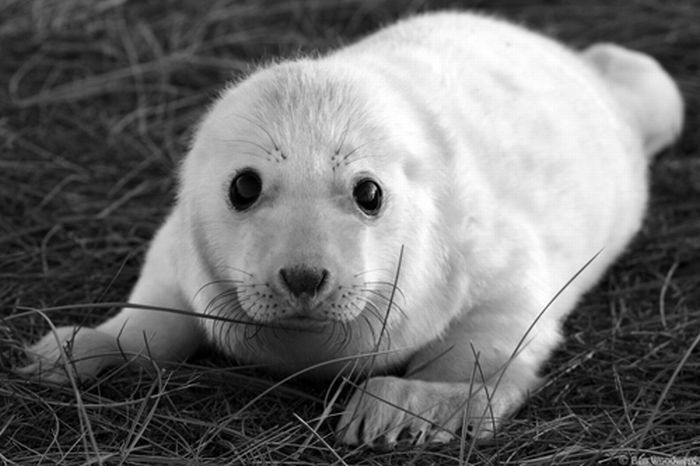 baby seal