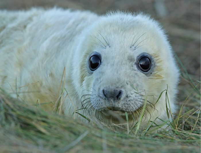 baby seal