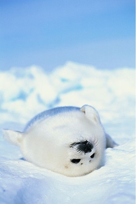 baby seal