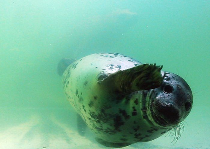 baby seal