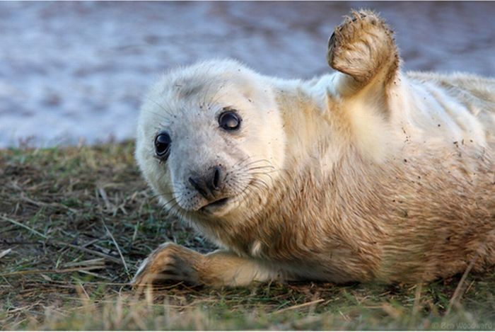 baby seal