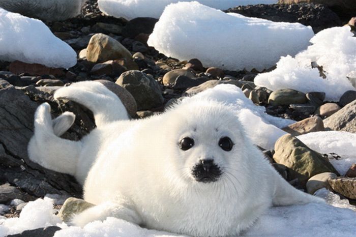 baby seal