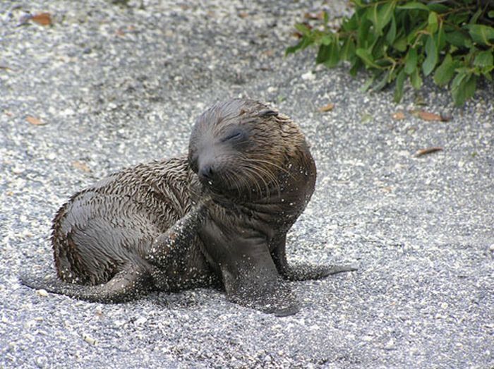 baby seal