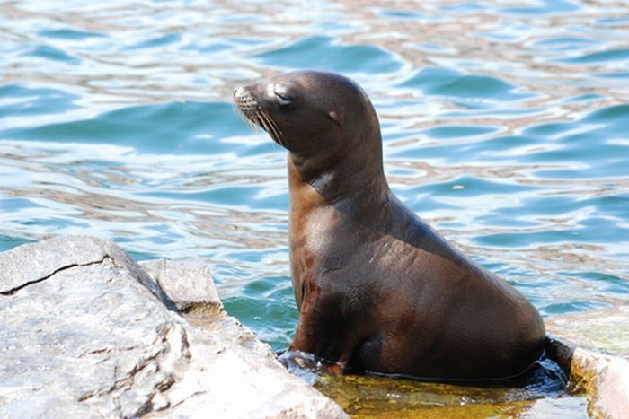 baby seal