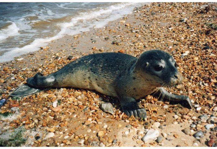 baby seal