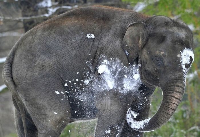 Elephants playing in snow, Berlin ZOO, Germany