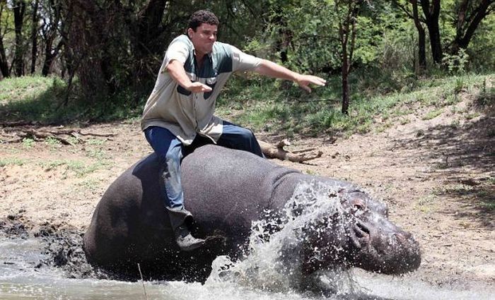 Marius Els and his pet hippo Humphrey, South Africa