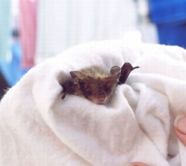 baby bats