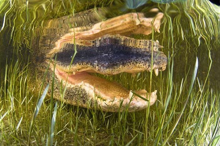 close-up photo of an american alligator