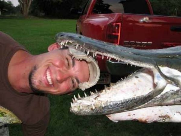 alligator gar fish