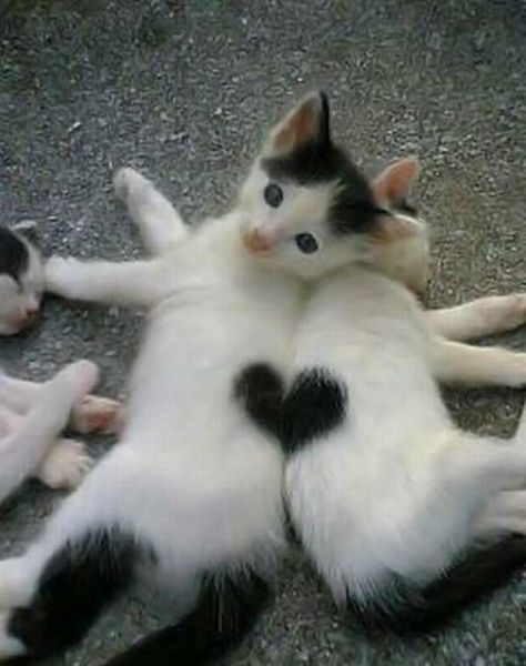 cats with fur heart