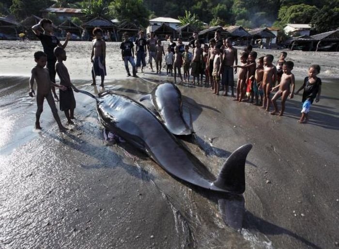 Whale hunting, Indonesia