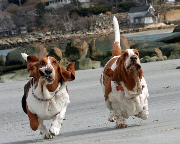 basset hound