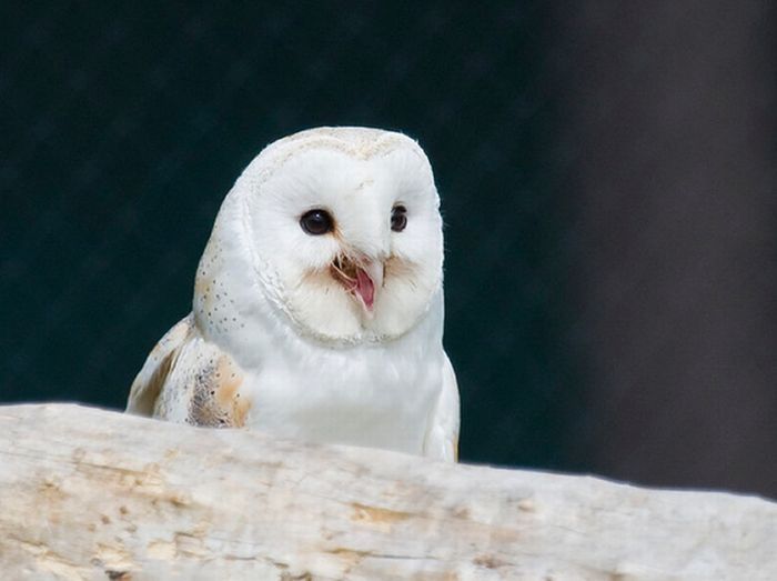 laughing owl