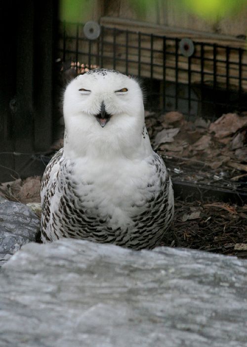 laughing owl