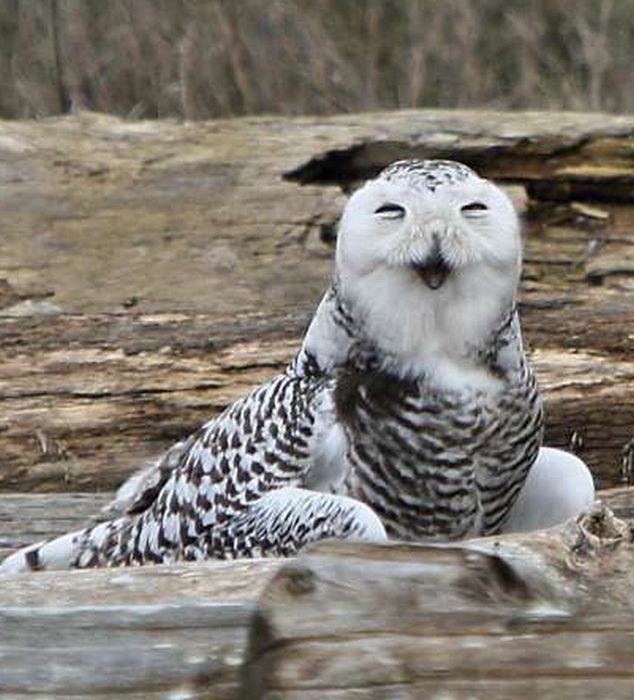 laughing owl