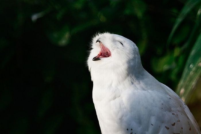 laughing owl