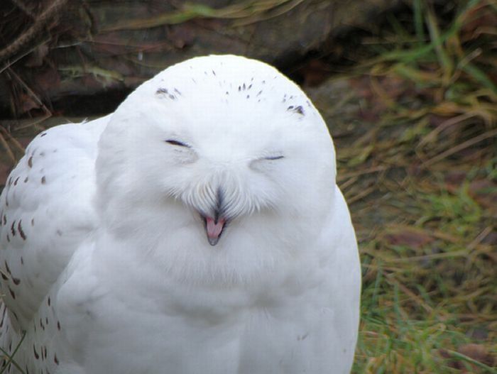 laughing owl