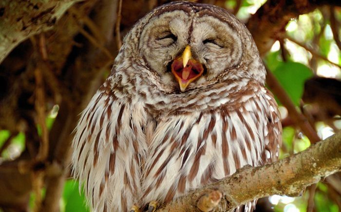 laughing owl