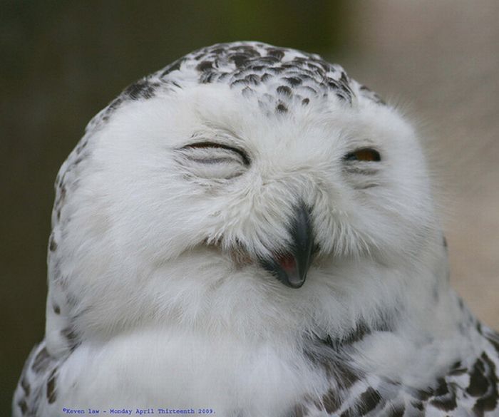 laughing owl