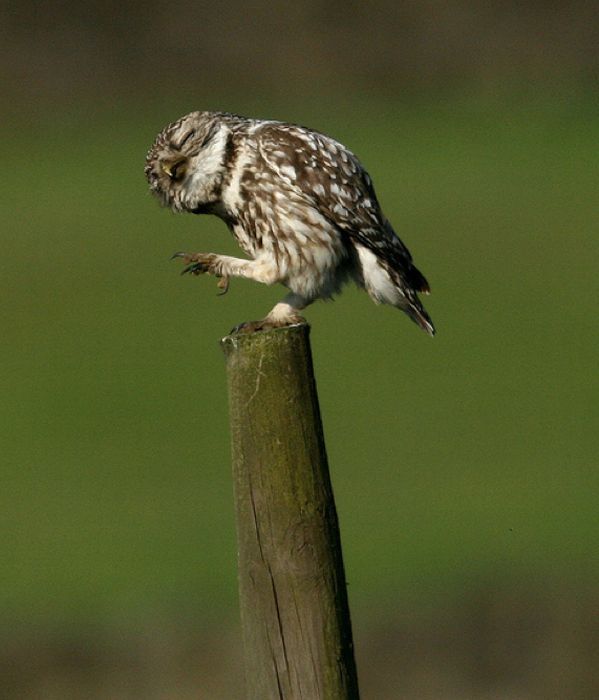 laughing owl