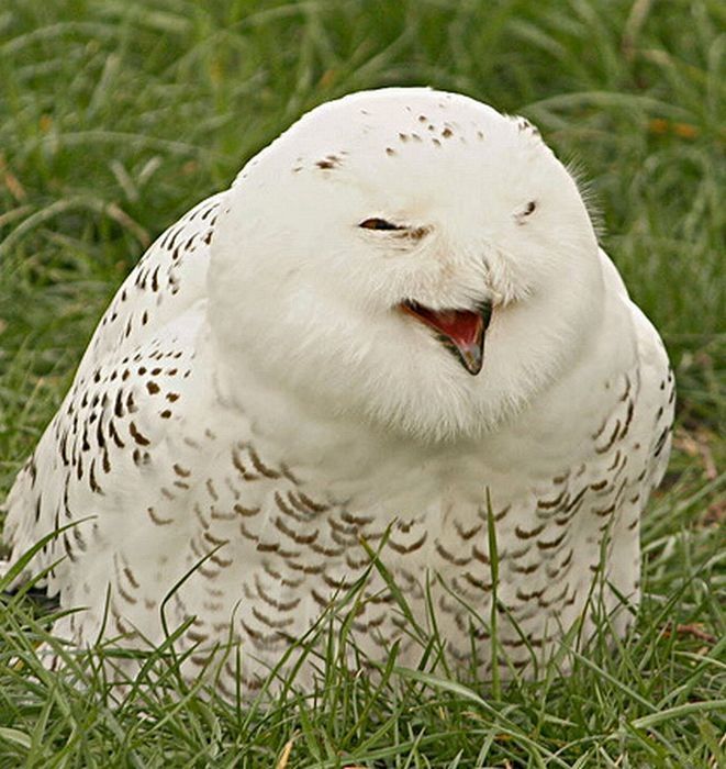 laughing owl