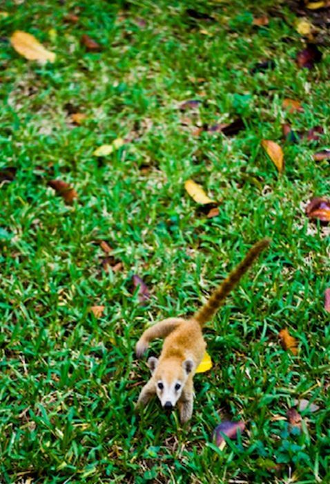 coatis baby, snookum bear