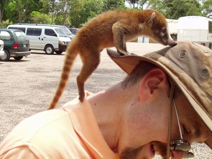 coatis baby, snookum bear