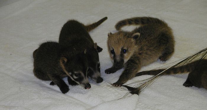 coatis baby, snookum bear