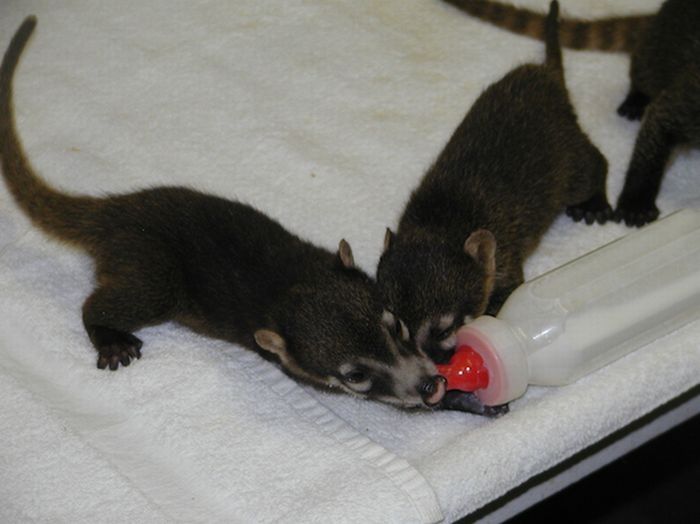 coatis baby, snookum bear