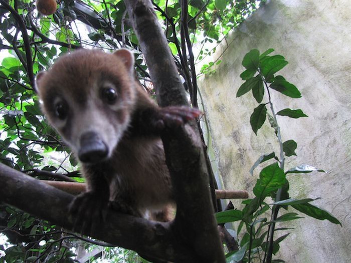 coatis baby, snookum bear