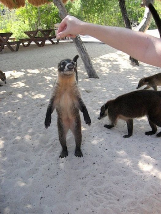 coatis baby, snookum bear