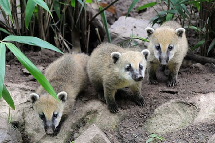 coatis baby, snookum bear