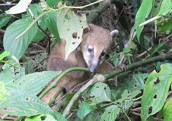 coatis baby, snookum bear