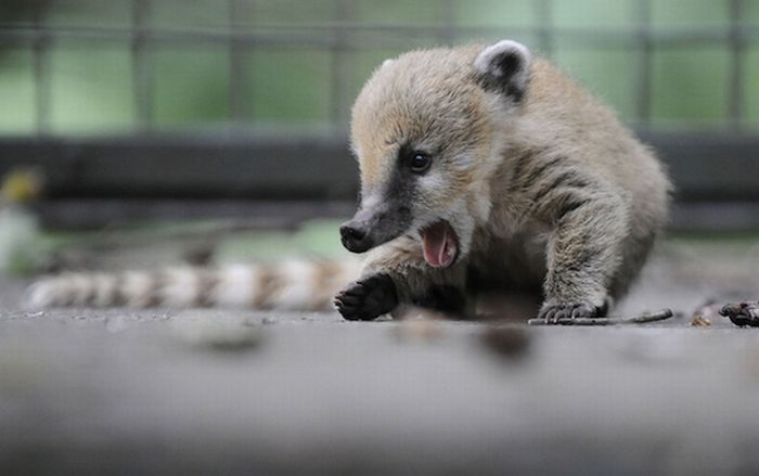 coatis baby, snookum bear