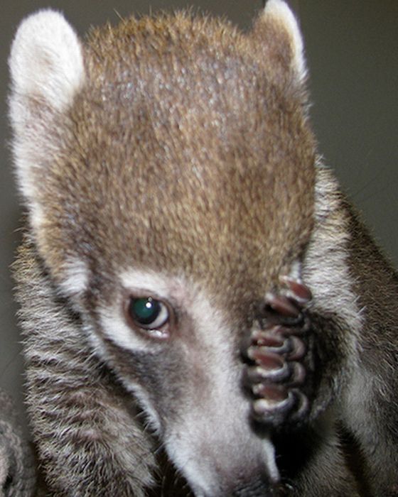 coatis baby, snookum bear