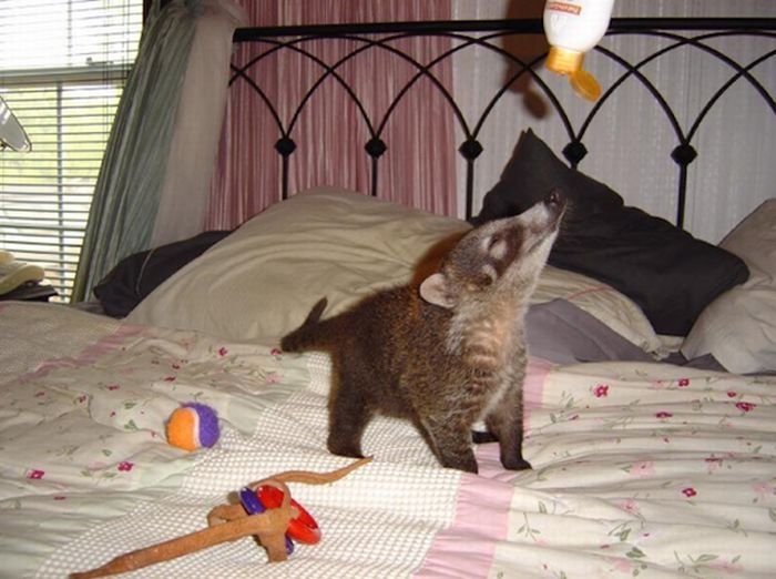 coatis baby, snookum bear