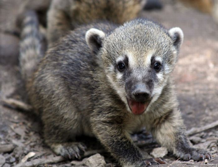 coatis baby, snookum bear