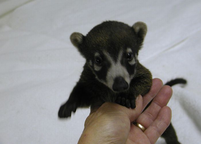 coatis baby, snookum bear