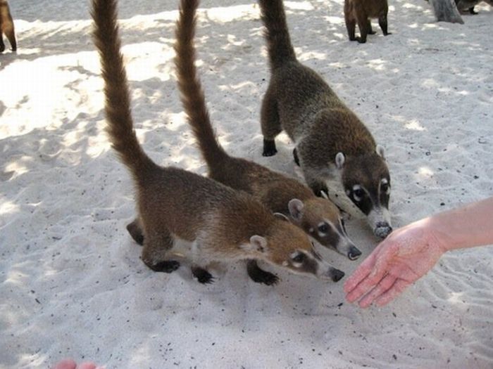 coatis baby, snookum bear