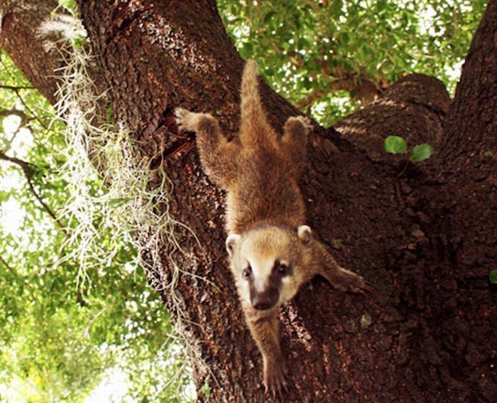 coatis baby, snookum bear