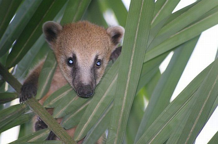 coatis baby, snookum bear