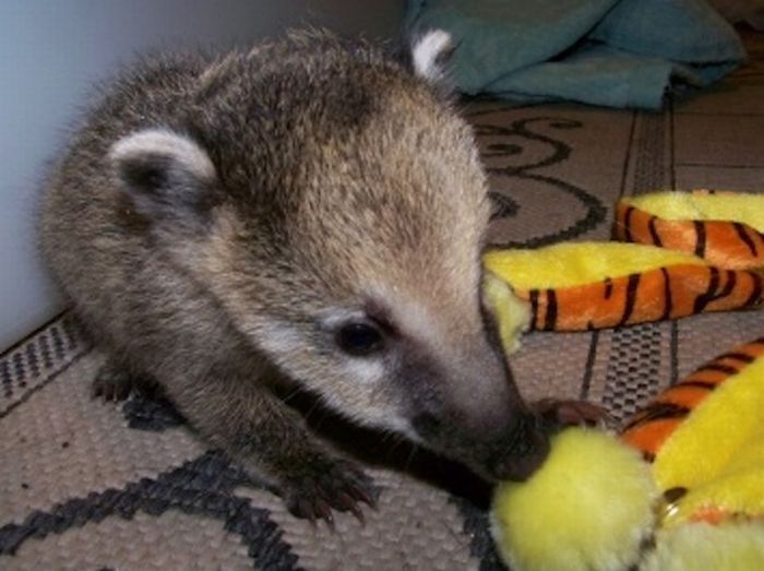 coatis baby, snookum bear