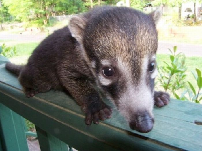 coatis baby, snookum bear