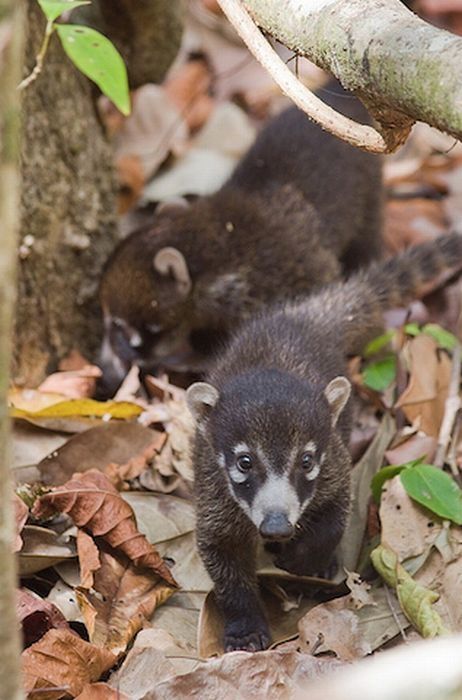 coatis baby, snookum bear