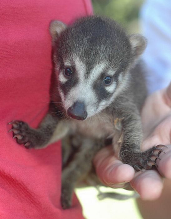 coatis baby, snookum bear