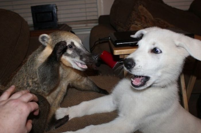 coatis baby, snookum bear